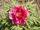 Paeonia suffruticosa 20030518 016