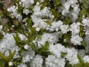 Prunus glandulosa ´Alba Plena´ 210
