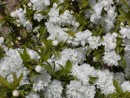 Prunus glandulosa Alba Plena 210