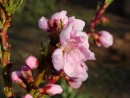 Prunus persica 20030421 3