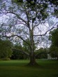 Platanus acerifolia 20040530 145