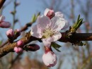 Prunus persica 20030421 2