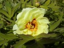 Paeonia sufruticosa cv. 20030523 008