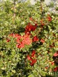 Pyracantha coccinea Red Column 139