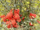 Pyracantha coccinea 20061027 008