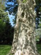 Platanus acerifolia 20080502 042