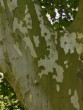 Platanus acerifolia 20040718 050