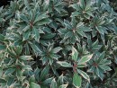 Pieris japonica Variegata 20080129 165