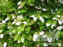 Actinidia kolomicta 20070506 161