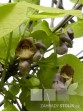 Aristolochia macrophylla 057