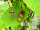 Aristolochia macrophylla 20070506 160