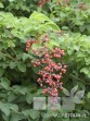 Berchemia racemosa_2