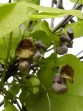 Aristolochia macrophylla 057