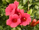 Campsis radicans Flamenco 016