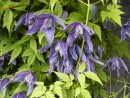 Clematis macropetala 027