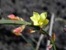 Jasminum nudiflorum 20030316045