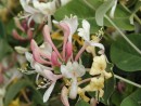 Lonicera caprifolium _2