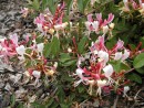 Lonicera peryclimenum Belgica2