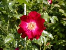 Rosa Dortmund 20030605 012