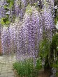 Wisteria floribunda Macrobotrys 20070506 150