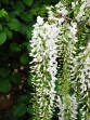 Wisteria sinensis Alba 20070506 148