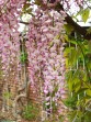 Wisteria sinensis Rosea 20070506 145