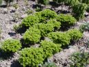 Abies koreana Tundra 20050622009