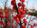 Ilex verticillata 20061230 003