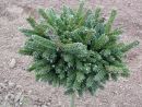 Picea orientalis Horstmann 20061025 045