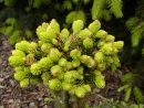 Picea orientalis ´Tom Thumbs Gold´ 20060525 011