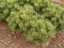 Pinus mugo Mops 20061025 035