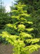 Metasequoia glyptostroboides Golden Rush 20080524 028