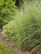 Miscanthus sinensis Gracillimus 20050823 011