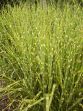 Miscanthus sinensis Strictus 20050823 010