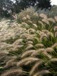 Penissetum compressum Hameln 20050901 017