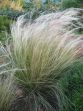 Stipa tenuissima Pony Tail 20071109 011