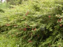Fuchsia magelanica 20040827 243