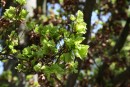 Fagus sylvatica Cristata 20090502 452