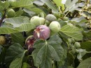 Ficus carica 20040827 167