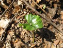 Fagus sylvatica 20070330 013