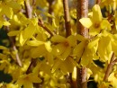 Forsythia intermedia Lynwood Gold 20030421 048