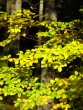 Fagus sylvatica 20070930 155