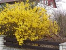 Forsythia x intermedia 20050415 018