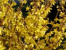 Forsythia intermedia Lynwood Gold 20030421 47