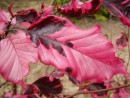 Fagus sylvatica Roseomarginata 20040530 035