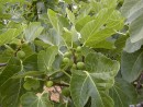 Ficus carica 20030625 053