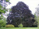 Fagus sylvatica Atropurpurea 20040530 149