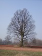 Quercus robur 20030413