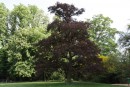 Quercus petrea ´Purpurea´ 20090510 159