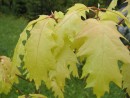 Quercus rubra aurea